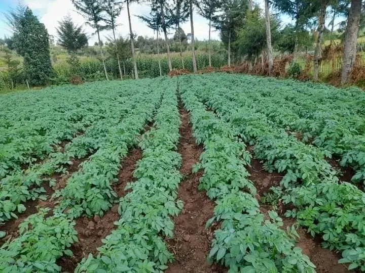 How To Plant And Space Irish Potatoes For Maximum Yield