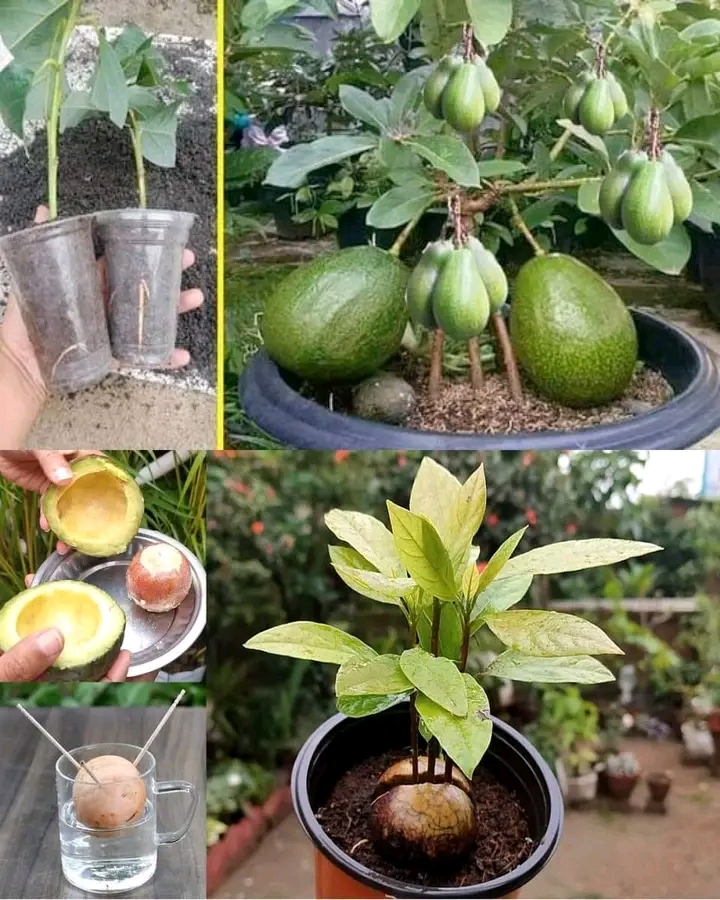 6 Tips for Growing Avocado in a Pot and for it to bear fruit