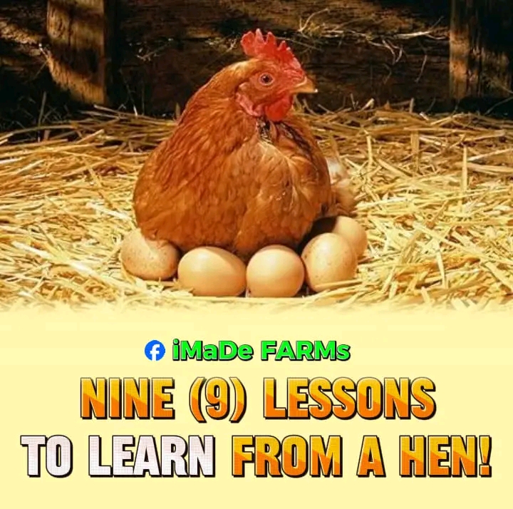 9 Lessons To Learn From A Hen