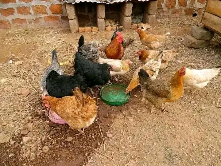 HOW To Harvest Money From Local Chicken ( Village Chicken)