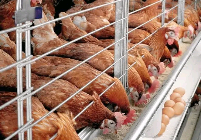 Mwalimu Tips for Those Who Want to Start Poultry Farming