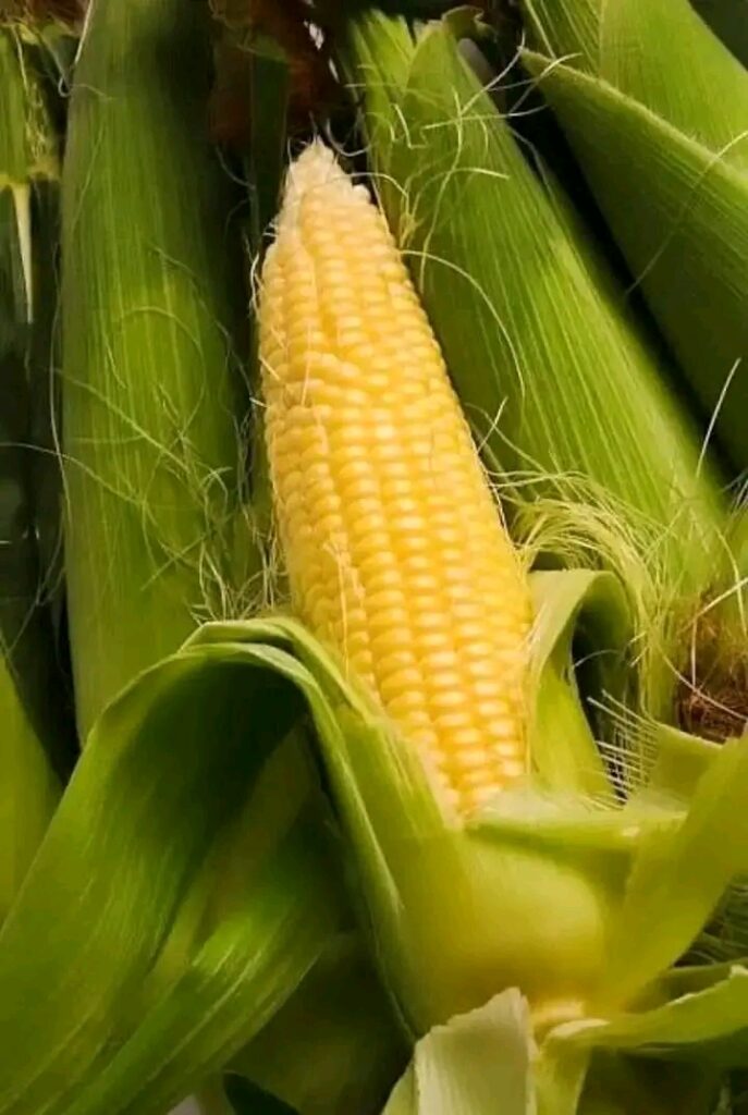 Maize 