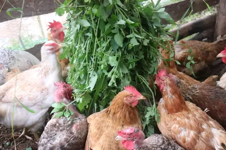 Benefits Of Feeding Your Chicken With Farm Weeds