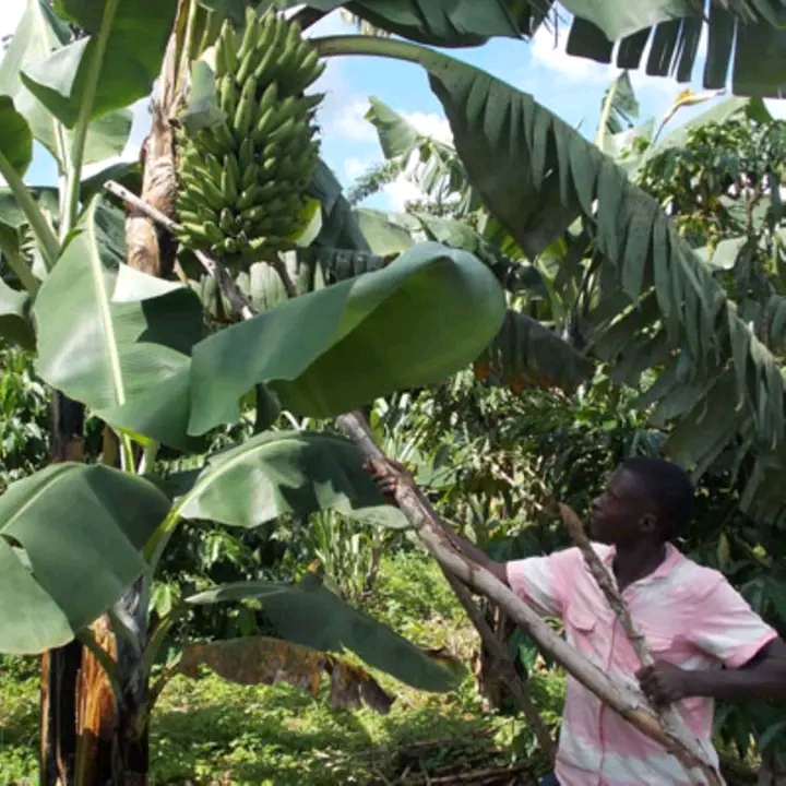 4 Common Mistakes Every Beginner In Banana Farming Must Avoid