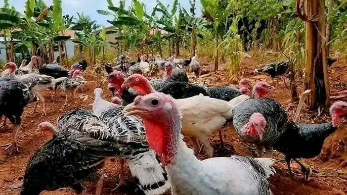 Profitability In Turkey Farming