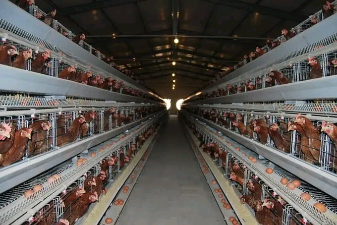 Opinion: 7 Most Important Ways To Calculate Profit For A Poultry Farm