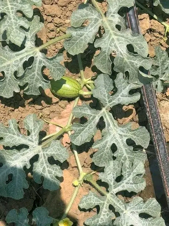 How to grow watermelon