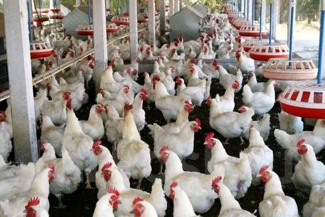 Broiler Chicken Farming