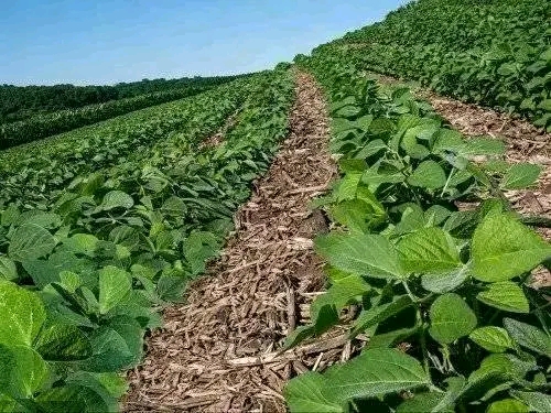 Crops in the soil