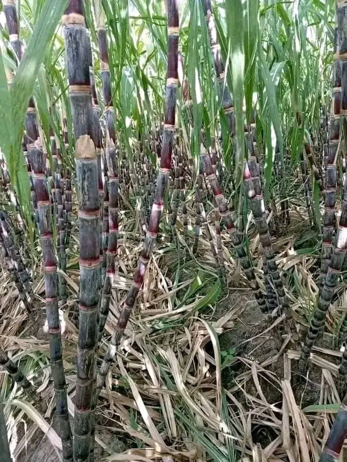 Sugarcane farming 