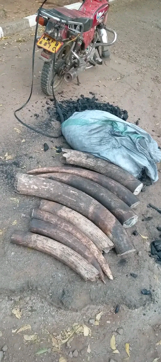 2 In Custody, Elephant Tusks Worth Over Sh5 Million Recovered