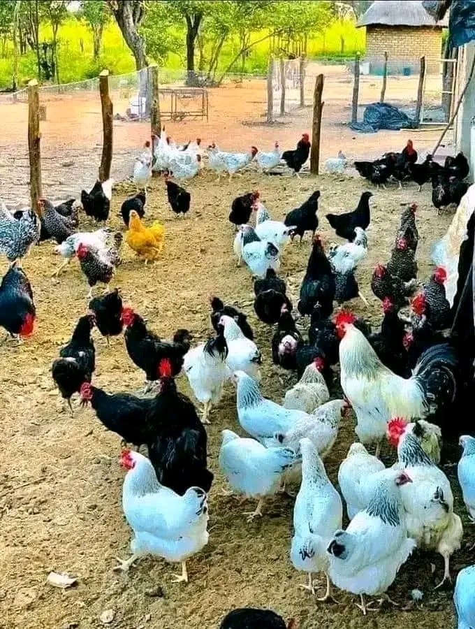 Rules For Poultry Farming