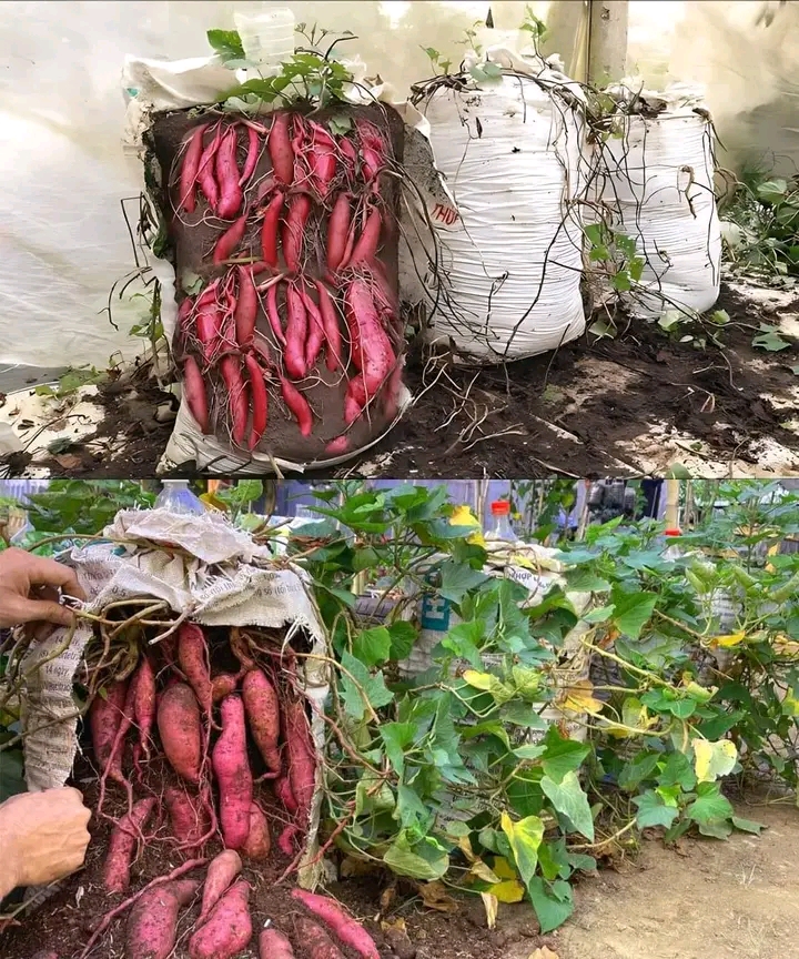 How to Grow a Massive Sweet Potato Harvest in Soil Bags