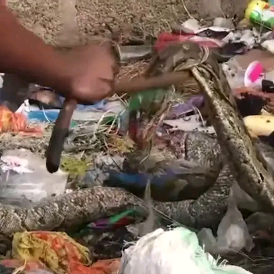 Kanyama Residents Discover Dead Python Snake With Beads On Head