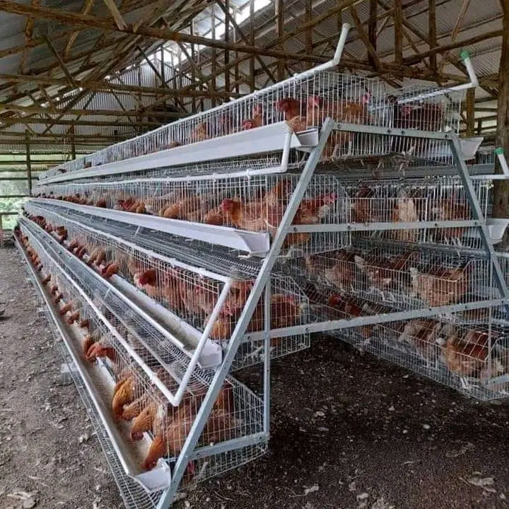 The causes of high failure rate in poultry business