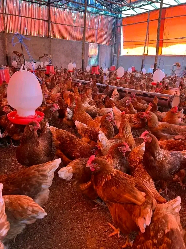 Poultry Farming 