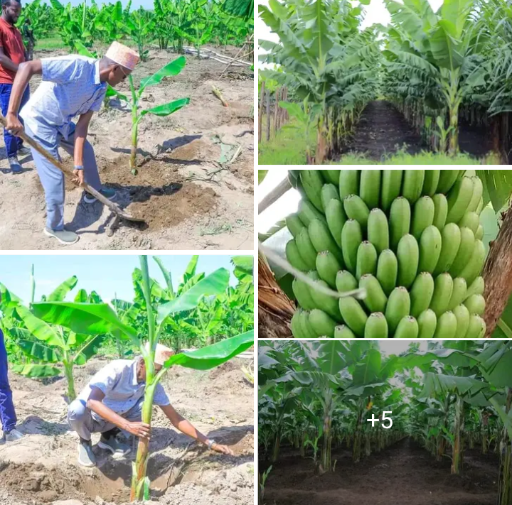 Banana Farming Management