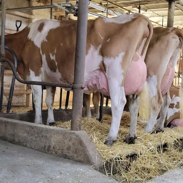 Maximizing Milk Production in Guernsey Dairy Cow