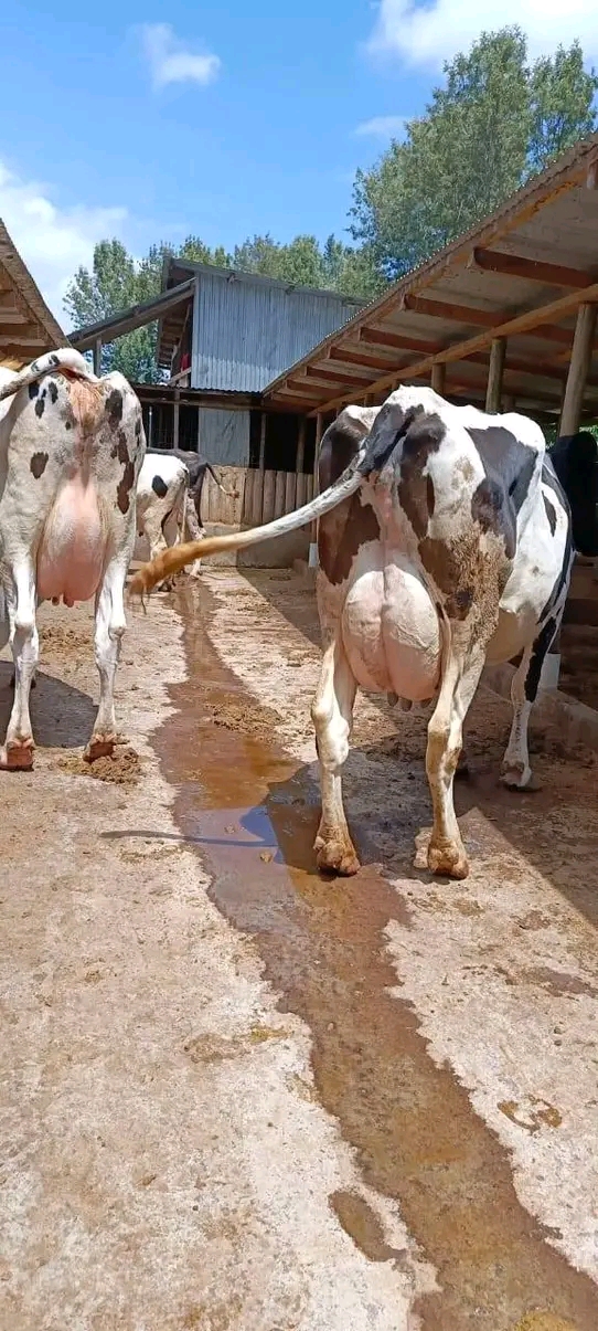 How much feed does a cow need to produce 1 litre of milk?