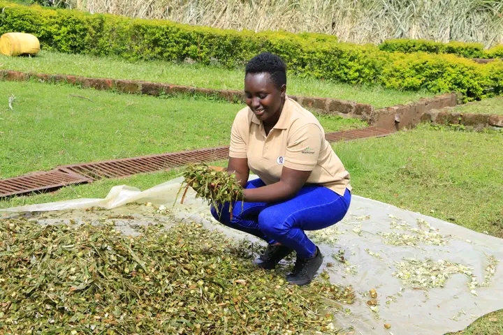 What Is Silage In Dairy Feeding