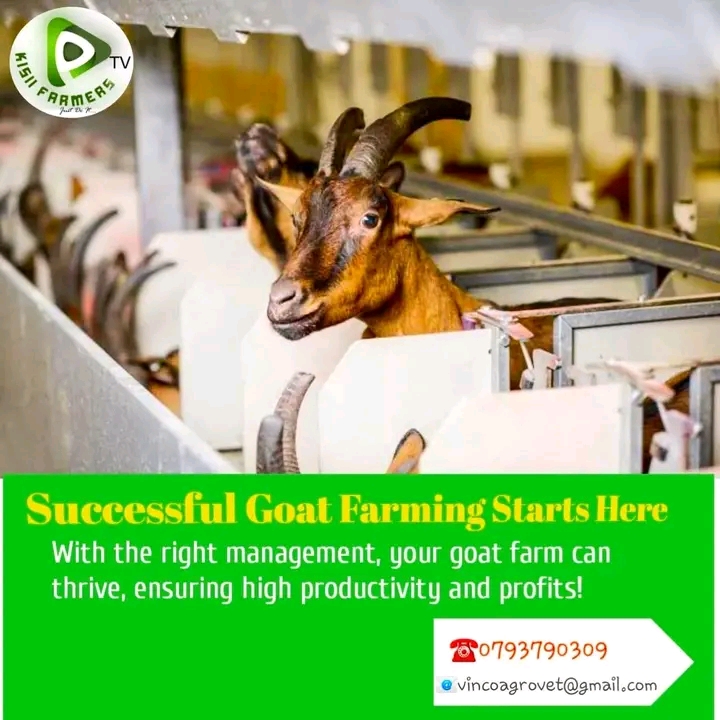 Start A 50-goat Farm IN Kenya With A Ksh 500,000 Budget – Essential Costs To Prioritize