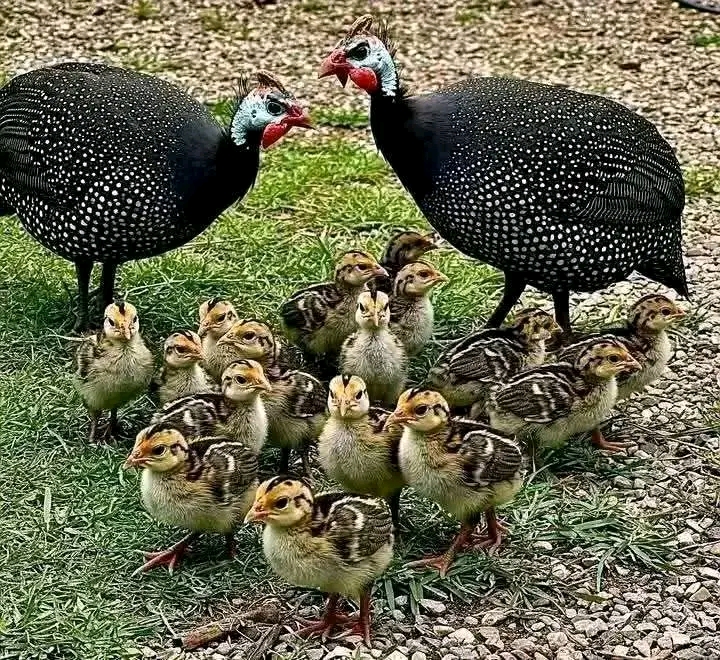 Start A Unique Poultry Business