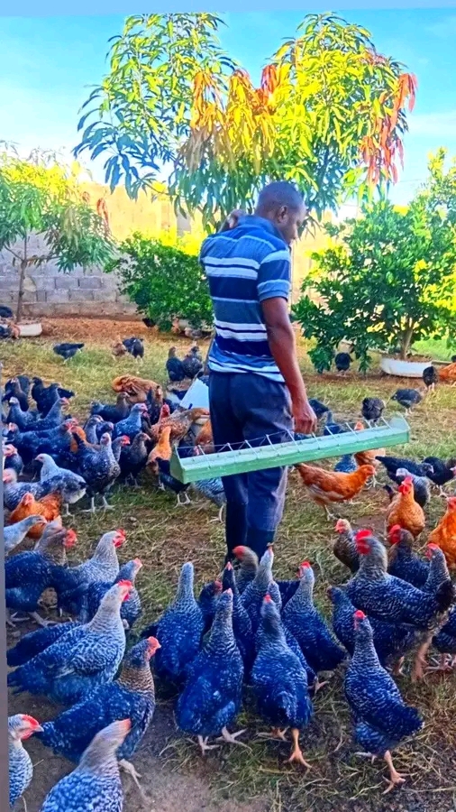 Common Myths ABOUT Chicken Farming Busted