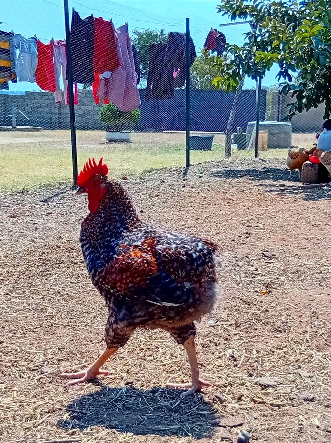 How You Can Cut Feed Cost By50% And Double Profits In Your Poultry Business
