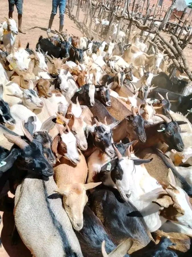 Avoid These Common Mistakes in Goat Farming