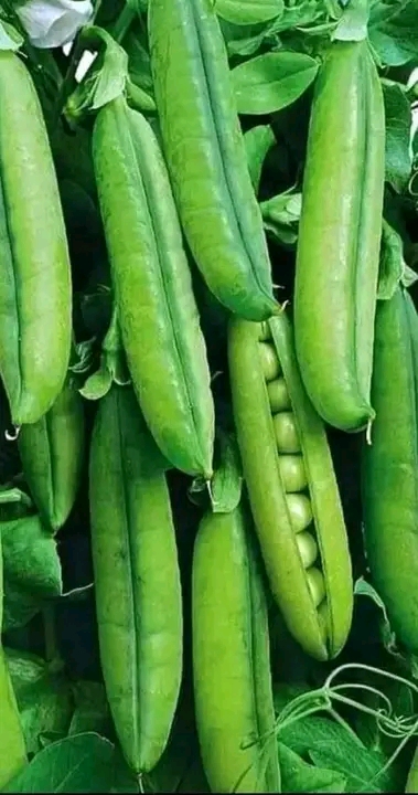 Key aspects of pea farming