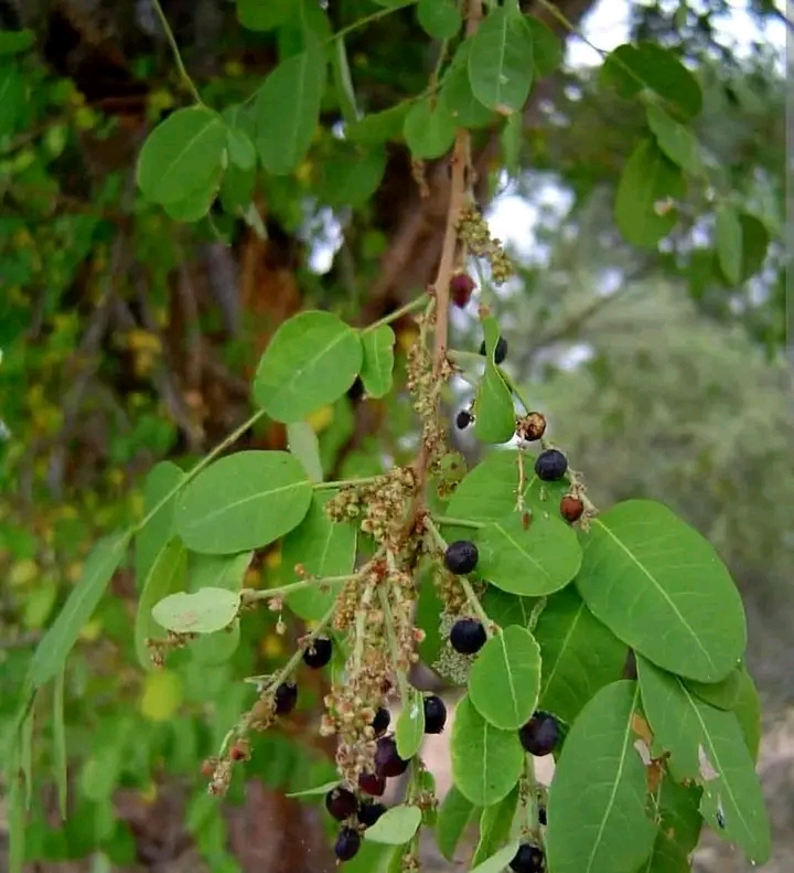 ‎The Smell Of Rice Or Potatoes In The Bush. Is It A Snake?