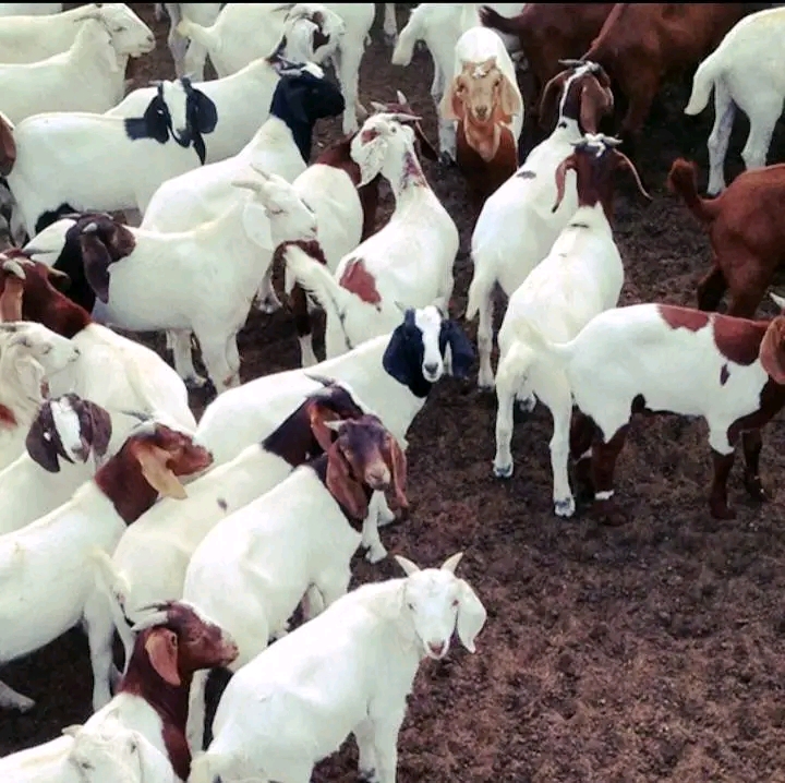 Secrets Of Uniform Pregnancy In Goat Farming