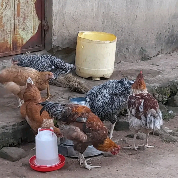 From 6 Chicks To A Dream