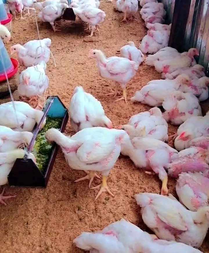7 Poultry Rules For Your Farm