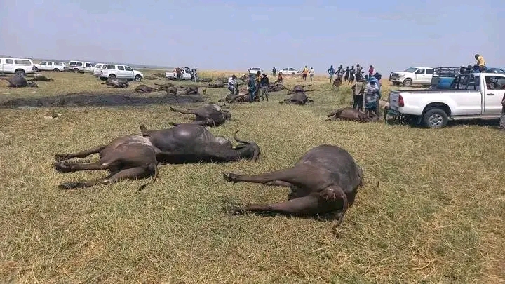 Sad As 90 Buffaloes Died On Tuesday