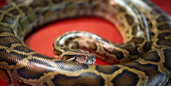 Church Service Disrupted by Big Snake