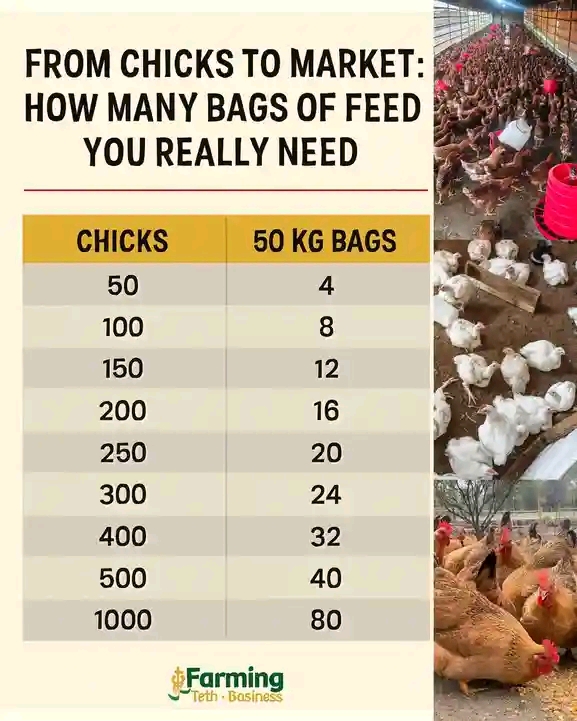 From Chicks To Market: How Many Bags Of Feed You Really Need