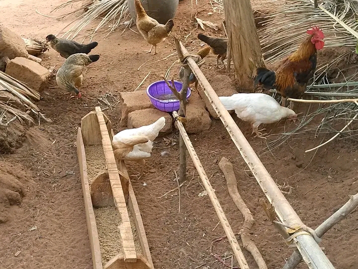 How I Trained My Chickens To Return To Their Coop Every Evening