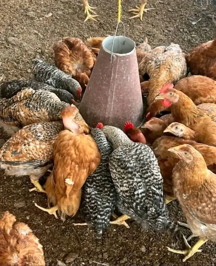 Umuhimu Wa Chakula Bora Kwa Kuku