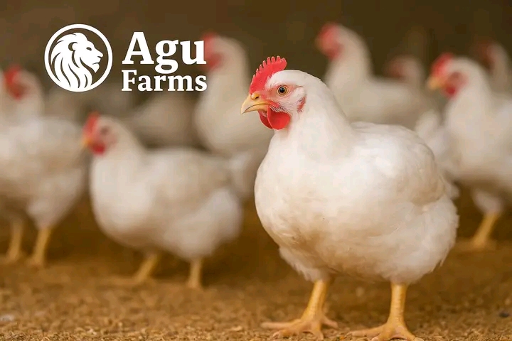 Why Sudden Death Happens In Broilers And How To Prevent It