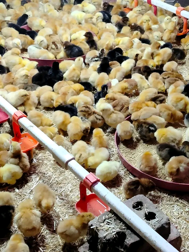 Ratiba Ya Chanjo Kwa Kuku