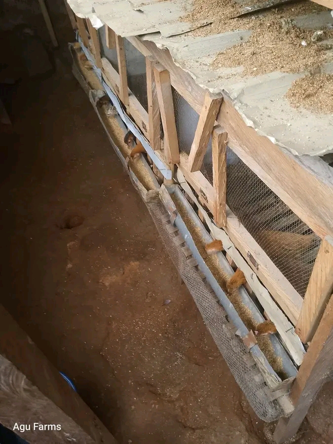 I Stopped Buying Fish Meal After Learning This Trick