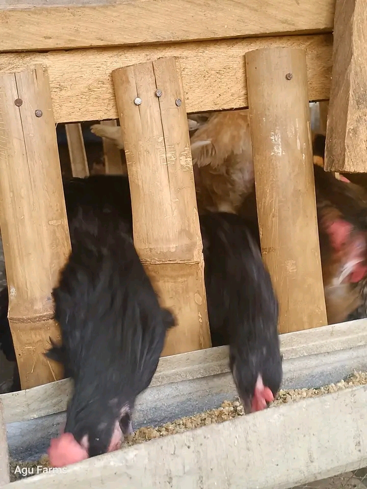 Chicken Cough? This One Herbal Recipe Saved My Flock!