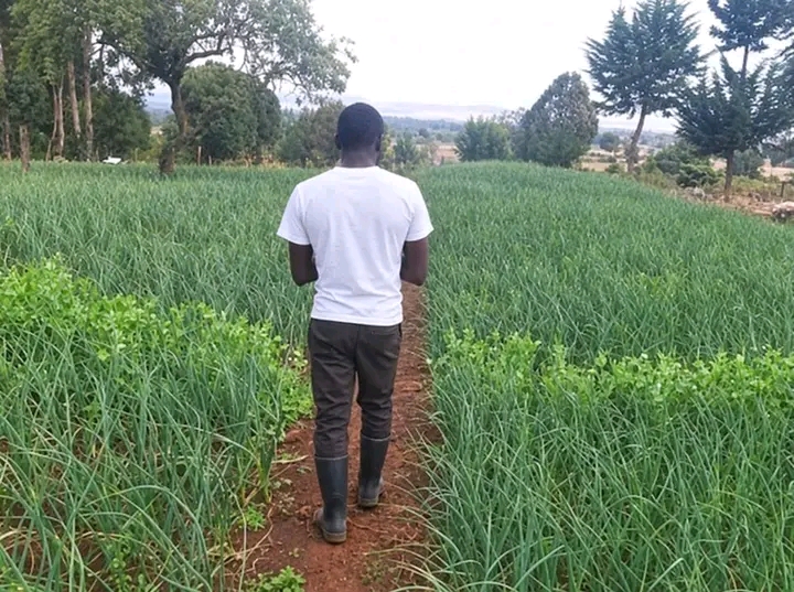 He Earns Sh100,000 Every Month From Garlic. He Delivers Just 400 Kilograms To Markets In Nanyuki And Isiolo
